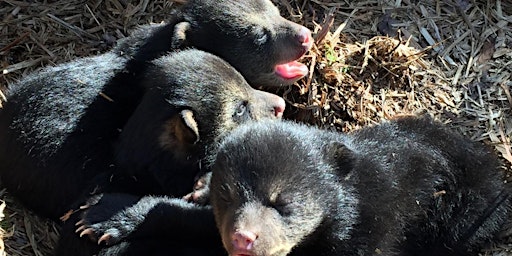 Imagen principal de Talk on Black Bears in Connecticut Set for May 3 in Roxbury