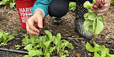 Imagem principal de Produce Safety Tips for the Garden