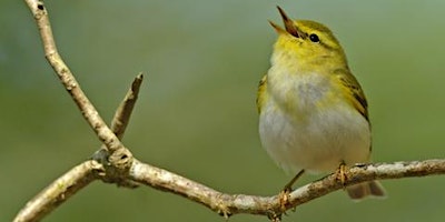 Immagine principale di Cragg Hill and Woodside Residents Group Dawn Chorus Walk 2024 