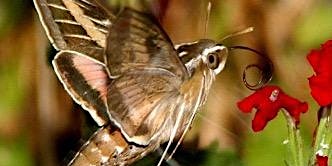 Hauptbild für Planting Party for Nighttime Pollinators