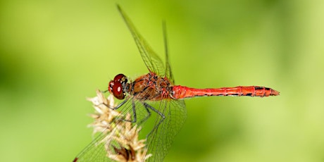 Urban Nature Club at Walthamstow Wetlands: Dazzling Dragonflies