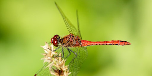Urban Nature Club at Walthamstow Wetlands: Dazzling Dragonflies primary image