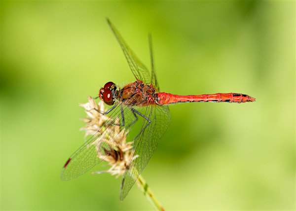 Urban Nature Club at Woodberry Wetlands: Dazzling Dragonflies