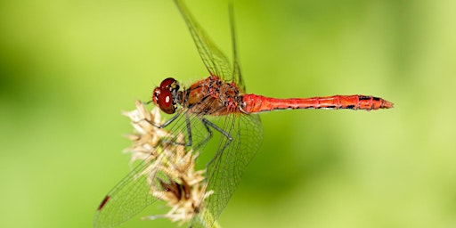 Urban Nature Club at Camley Street Natural Park: Dazzling Dragonflies