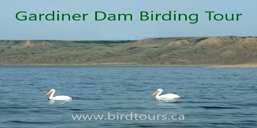 Imagem principal do evento Gardiner Dam - Anerley Lakes Birding Tour from Saskatoon