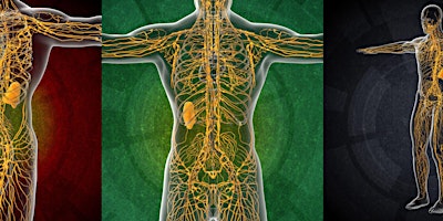 Lymphatic Drainage Massage Workshop 5 Days primary image