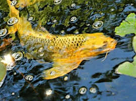 Just Add Water - Trip to Kloubec Koi Farm primary image