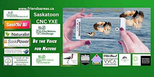 Imagem principal de City Nature Challenge Saskatoon and Area CNC YXE 2024