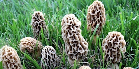 Maldaner's Morel Mushroom Dinner primary image