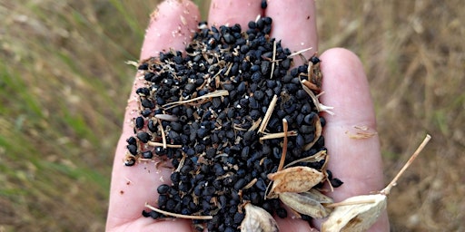 Native Seed Collecting at the Rogue River Preserve