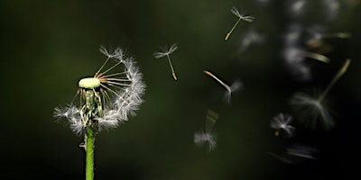 Hauptbild für Spring Awakening