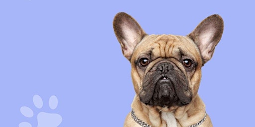 Hauptbild für Frenchie Friday - French Bulldog Meetup at The Dog Society