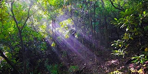 Hauptbild für 'Shinrin-yoku' Forest Bathing Hike