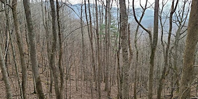 Avery & Mitchell Counties Forestry Field Tour primary image