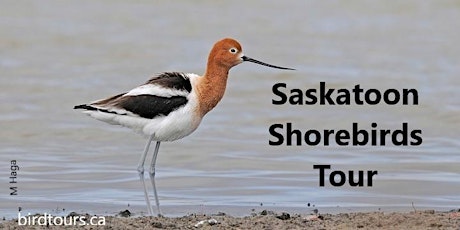 Saskatoon Shorebirds Tour