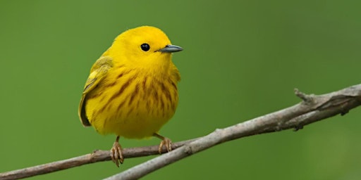 Imagen principal de Callahan Park and Neighborhood Green Loop Bird Walk