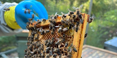 Imagen principal de Practical introduction to beekeeping with TBKA