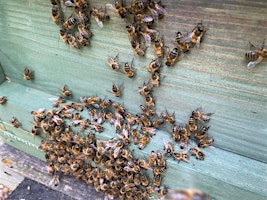 Imagen principal de Practical introduction to beekeeping with TBKA