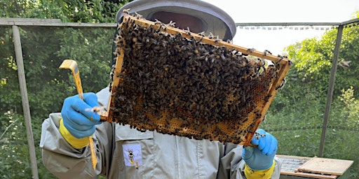 Imagem principal do evento Practical introduction to beekeeping with TBKA
