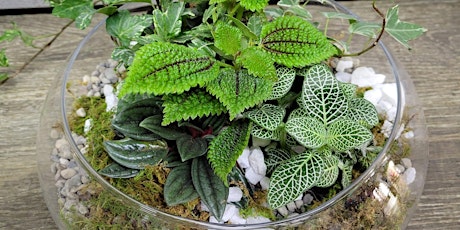 Living Terrarium Class