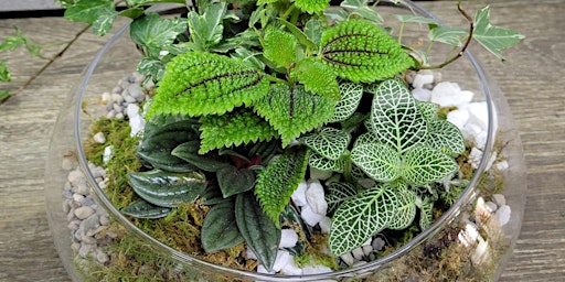 Hauptbild für Living Terrarium Class