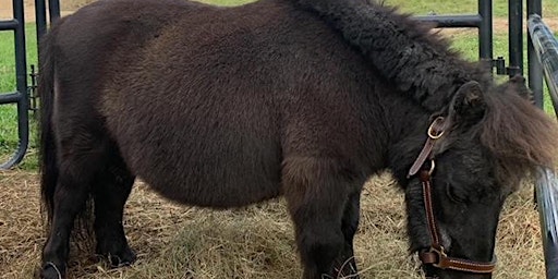 Imagem principal de Mini Horse Yoga - May 19th Session 2