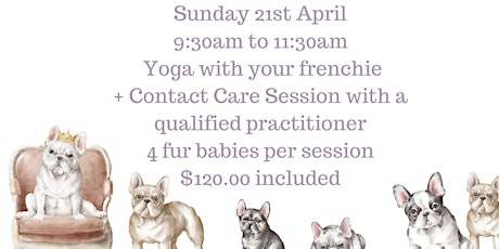 French Bull Dog Yoga + Contact Care Therapy