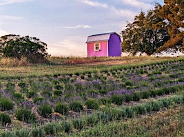 Imagem principal do evento Sound Healing On A Lavender Farm