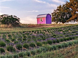 Immagine principale di Sound Healing On A Lavender Farm 