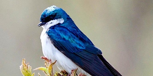 Primaire afbeelding van What’s that Bird? A Beginner’s Guide to Bird Identification