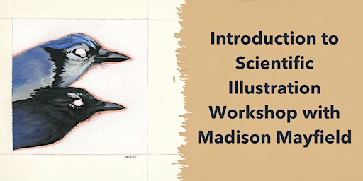 Imagem principal do evento Introduction to Scientific Illustration Workshop with Madison Mayfield