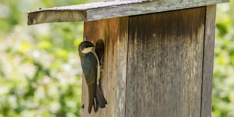 House Hunters: Cavity-Nesting Birds