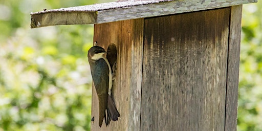 Imagem principal de House Hunters: Cavity-Nesting Birds