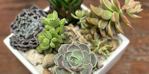 Image principale de Succulent Planter Workshop