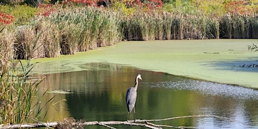 Two-eyed Seeing Wetland Walk with April Nicolle and Jenny Davis primary image