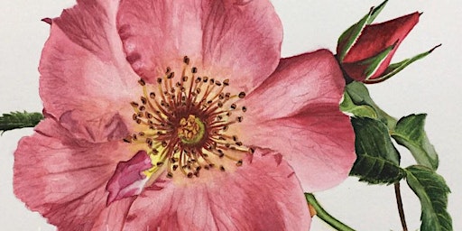 Primaire afbeelding van Prairie Rose Watercolor Class