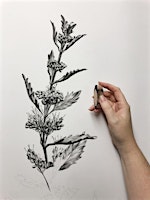 Imagem principal do evento Introduction to PanPastel Workshop - Botanical Art Drawing