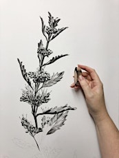 Introduction to PanPastel Workshop - Botanical Art Drawing