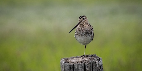 Idaho Young Birders Club: Spring Shorebird Survey