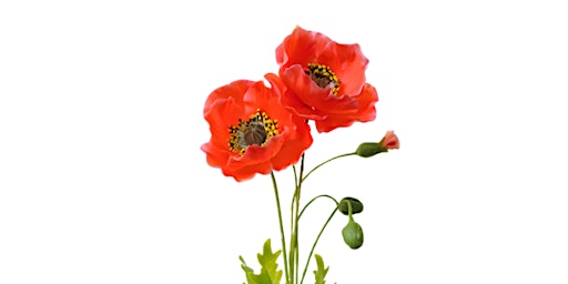 Air-dry clay art workshop - Poppies primary image