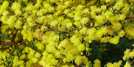 NAIDOC Week Bush-tucker Garden Planting