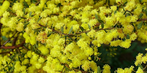 Primaire afbeelding van NAIDOC Week Bush-tucker Garden Planting