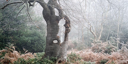 Image principale de Lore of the Forest