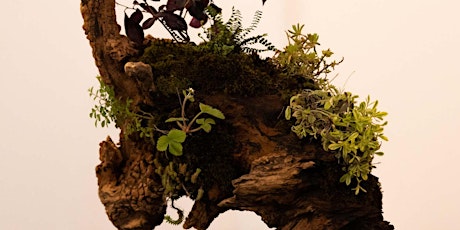 Immagine principale di KUSAMONO, I BONSAI ERBACEI 