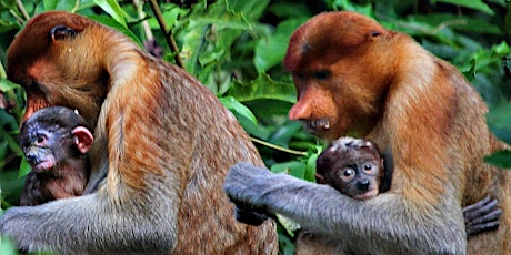 Imagem principal de Forest Guardians: Saving Primates & Wildlife - Borneo to Australia