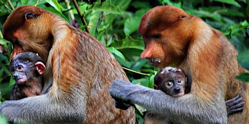Imagem principal do evento Forest Guardians: Saving Primates & Wildlife - Borneo to Australia