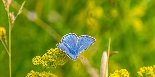 Imagem principal de Abberton Moths & Butterfly Course
