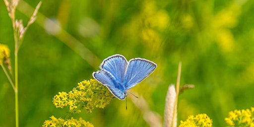 Abberton Moths & Butterfly Course primary image