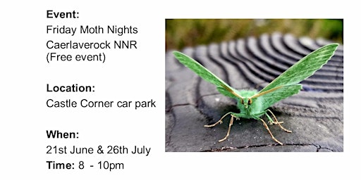 Friday Moth Night  primärbild