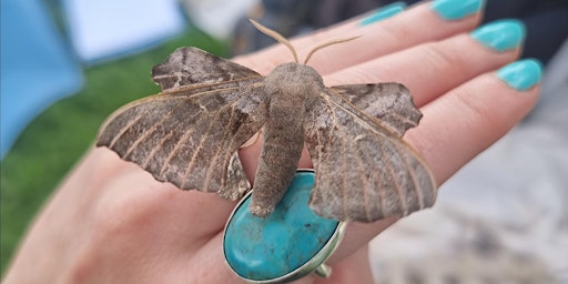 Primaire afbeelding van Meet the Marvellous Moths